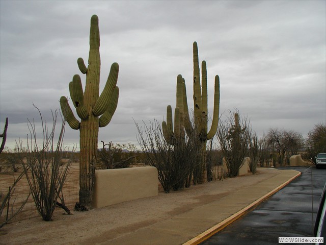 casa_grande_ruins_cactus